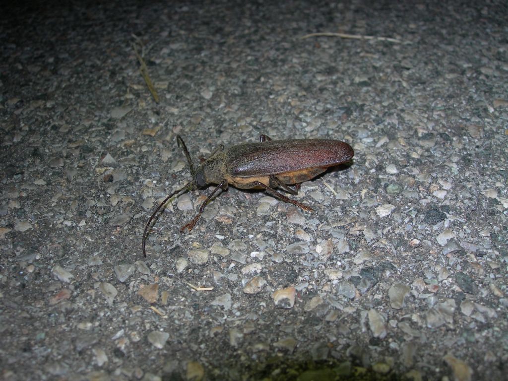 Cerambycidae: Prinobius myardii ?  S, femmina !